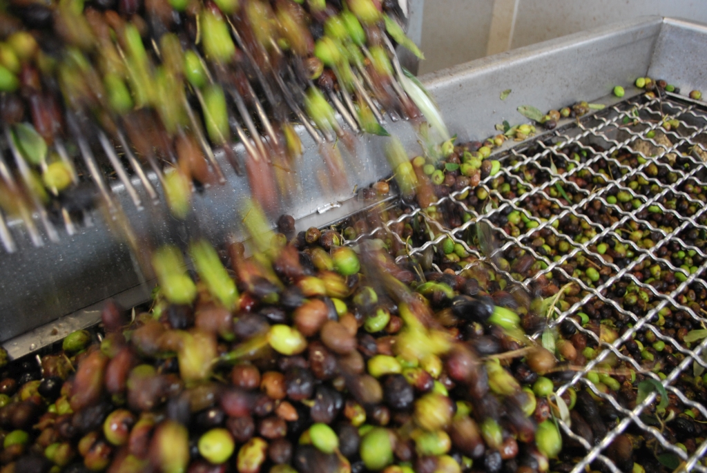 olive-lavorazione